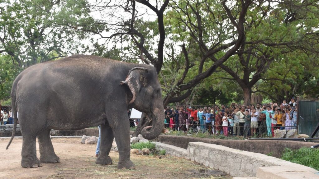 Elephant at a zoo with visitors observing behind a fence in a lush green environment.