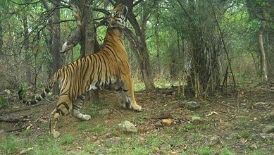 Amrabad Tiger Reserve