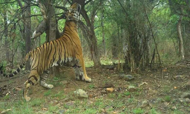 Amrabad Tiger Reserve