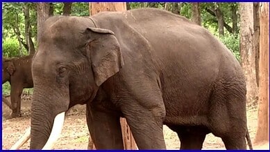 Elephant in a forest setting with trees and greenery in the background.