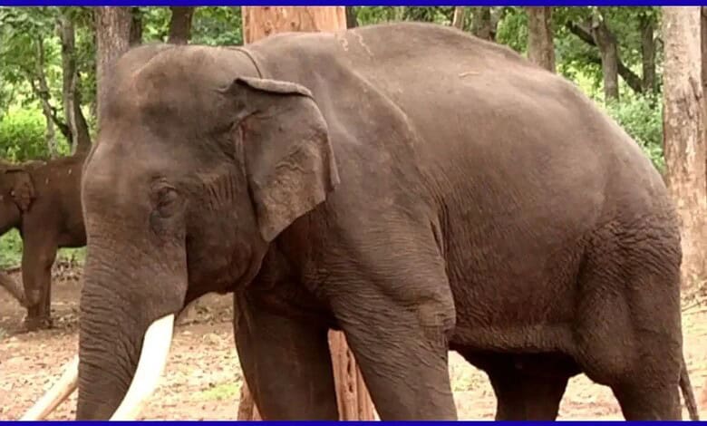 Elephant in a forest setting with trees and greenery in the background.