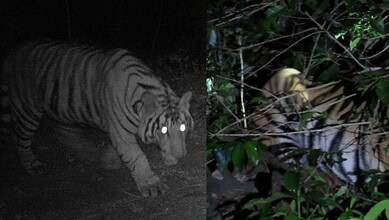 Tiger at night with glowing eyes in a dark jungle setting, low light wildlife photography.