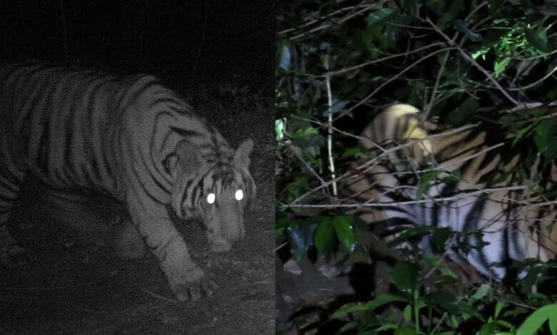 Tiger at night with glowing eyes in a dark jungle setting, low light wildlife photography.
