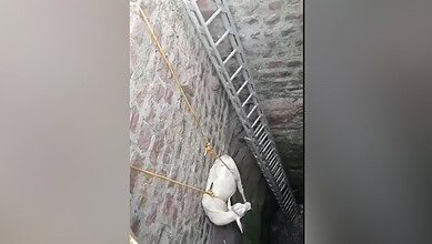 A calf rescued from abandoned well