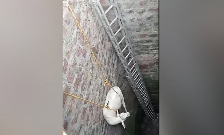 A calf rescued from abandoned well