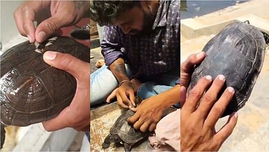 Young men repair a broken tortoise shell, saving the injured animal.