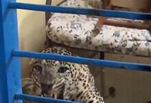 Leopard cub behind bars in a zoo or sanctuary setting.