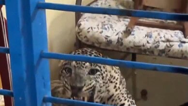 Leopard cub behind bars in a zoo or sanctuary setting.