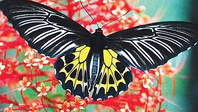 Southern Birdwing