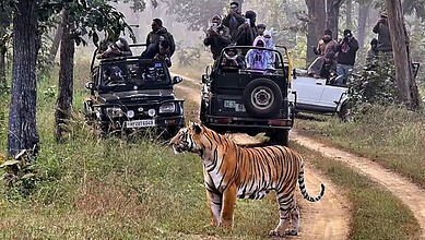 Full-fledged jungle safaris return to Bandipur and Nagarahole