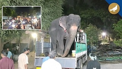 Hyderabad traffic curbs for elephant trial walk from Bibi-ka-Alawa
