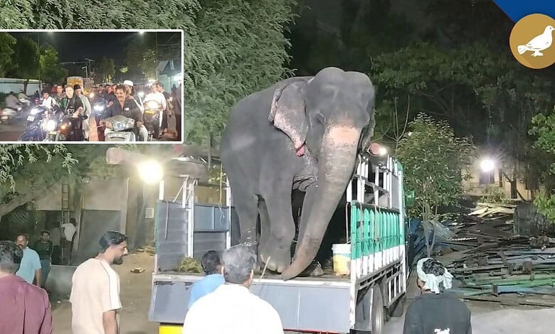 Elephant Sreedevi in Hyderabad during Bibi ka Alam procession at night.