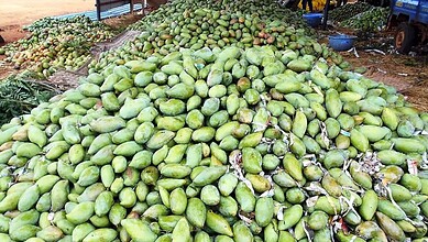 A large heap of green mangoes at a market, ready for sale to support local growers in Karnataka.