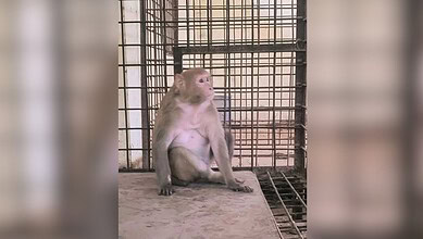 Monkey sitting inside a cage at a wildlife sanctuary or zoo.