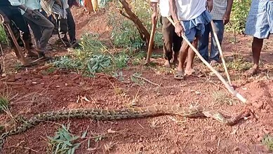 A large snake lying on the ground with a group of people observing in the background.