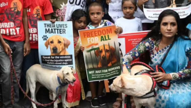 stray dogs India
