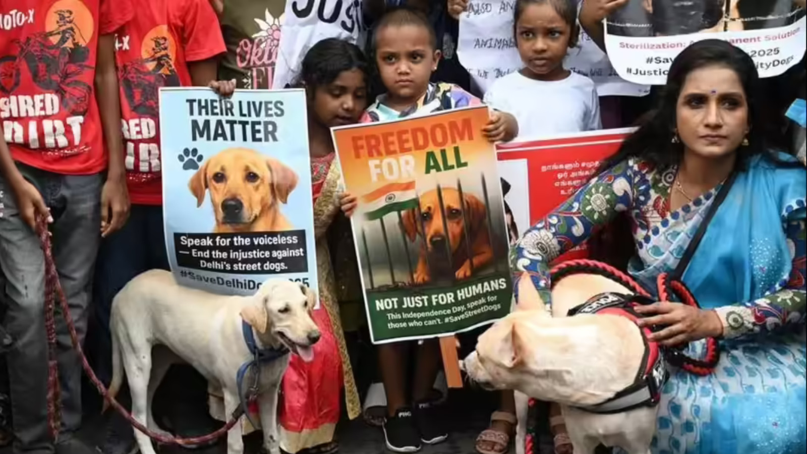 stray dogs India