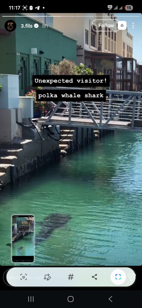 A whale shark swims through the waters of Jumeirah Fishing Harbour near Dubai's 3 Fils restaurant.