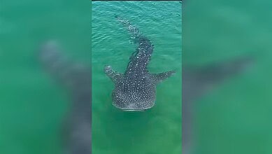 Close-up view of a whale shark with distinctive white spots swimming in clear turquoise water near Dubai's Jumeirah waterfront.