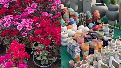 Colourful flower pots and vibrant pink flowers at Hyderabad's plant fair.