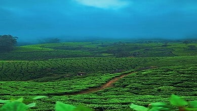 Lush green tea plantations in Munnar under a cloudy sky.
