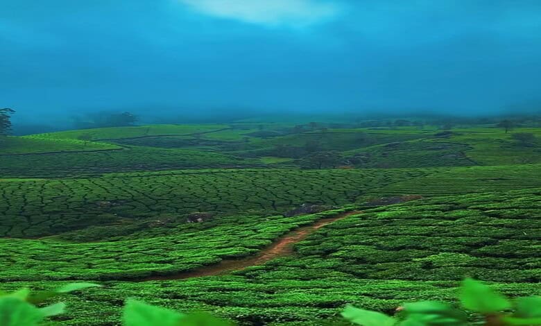 Lush green tea plantations in Munnar under a cloudy sky.