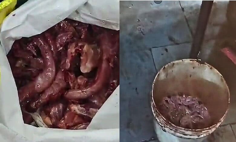 Raw meat and a bucket of blood on a tiled floor, possibly in a butchery or slaughterhouse.