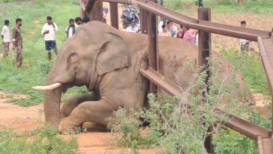 Forest officials save elephant trapped in railway safety barrier in Ramanagara