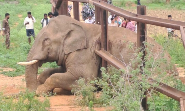 Forest officials save elephant trapped in railway safety barrier in Ramanagara