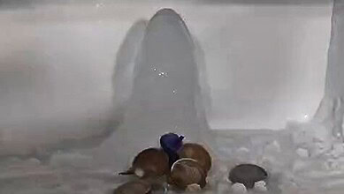 Family's pet animals near an ice formation resembling a Shivling in a freezer.