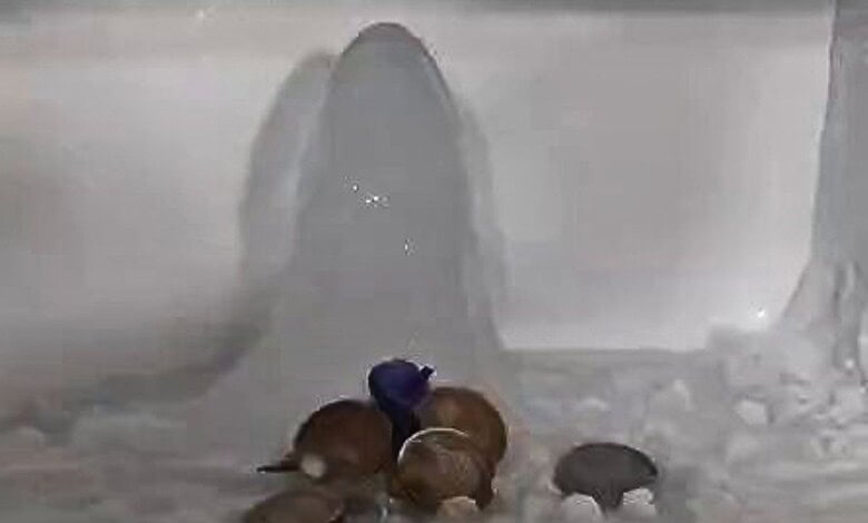 Family's pet animals near an ice formation resembling a Shivling in a freezer.