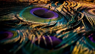 Close-up of colourful peacock feathers showcasing iridescent hues and intricate patterns.