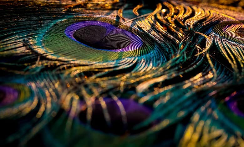 Close-up of colourful peacock feathers showcasing iridescent hues and intricate patterns.