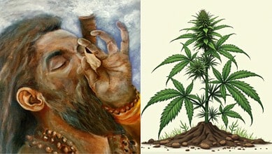 Sadhu with long beard and traditional attire near growing cannabis plants in Mulugu ashram.