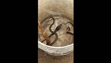 Baby cobras rescued from Madhuranagar police station