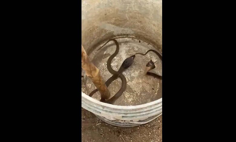 Baby cobras rescued from Madhuranagar police station
