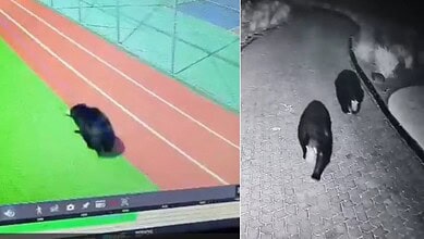 Black bear running on a sports track with green surroundings and a computer screen in the background.