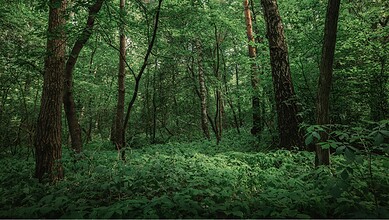 Lush green forest in Mankhal, Rangareddy, Telangana, India.