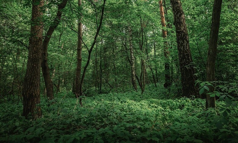 Lush green forest in Mankhal, Rangareddy, Telangana, India.