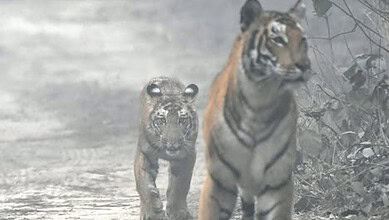 Two tiger cubs walking through a forested area in Pilibhit Tiger Reserve.