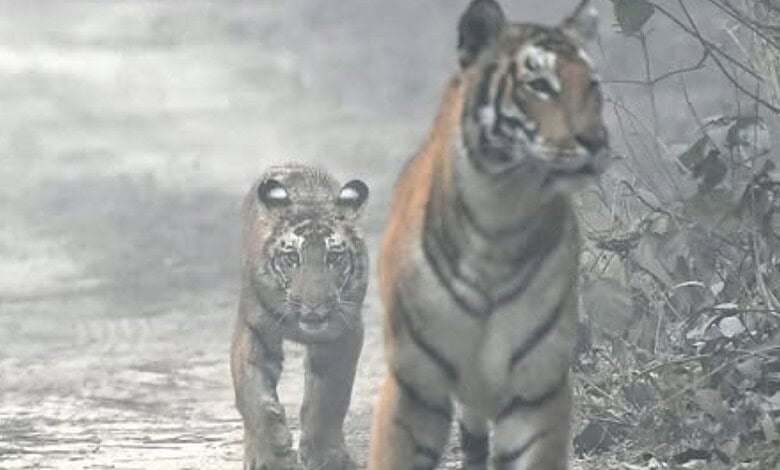 Two tiger cubs walking through a forested area in Pilibhit Tiger Reserve.