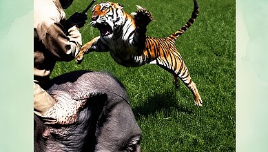A tiger attacking a person on a grassy field during a wildlife demonstration.