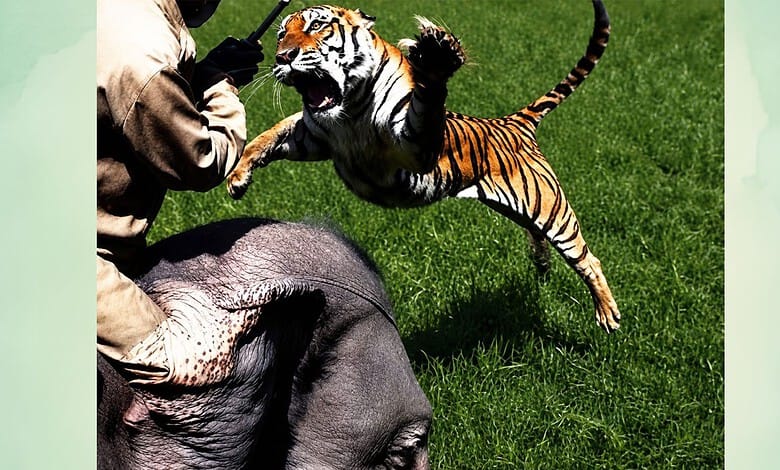 A tiger attacking a person on a grassy field during a wildlife demonstration.