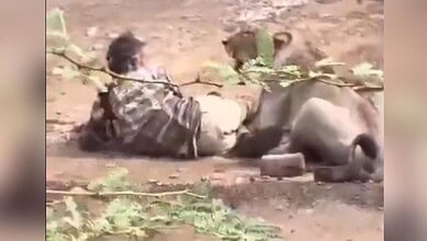 Lioness attacking cattle herder in Gujarat's Bhavnagar, video goes viral.