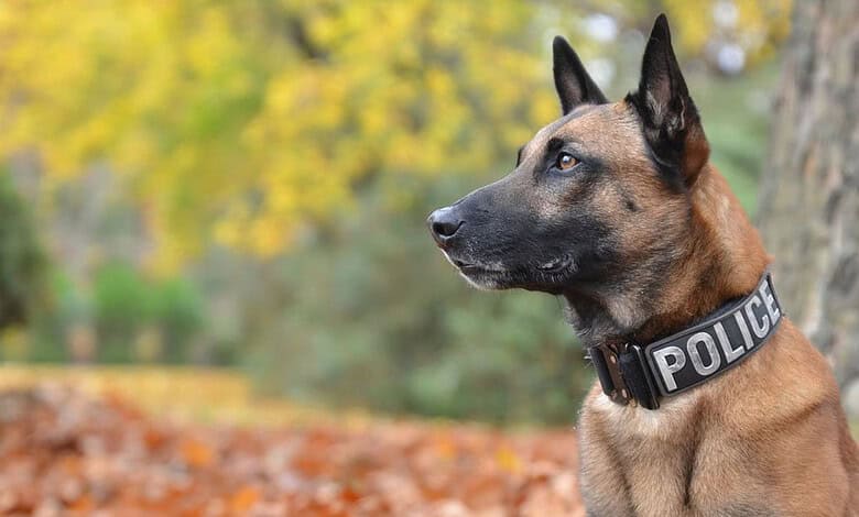 Belgian Malinois police dog wearing a 'POLICE' collar in a park setting.