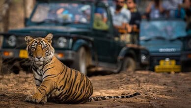 Young tiger cub resting on the ground in Ranthambore National Park, Rajasthan.