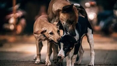 Three dogs sniffing the ground on a city street at night.