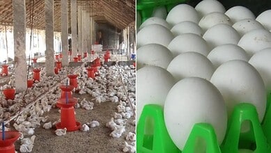 Chicken, egg prices soar in Kolar as production dips