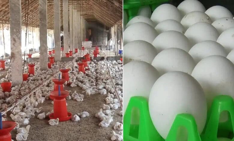 Chicken, egg prices soar in Kolar as production dips