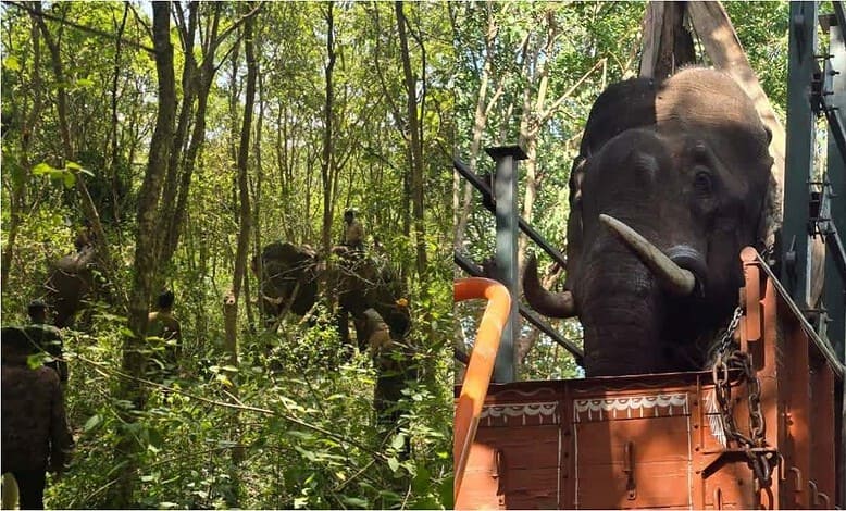 Wild elephant captured after crop raids in Karnataka, surrounded by forest and personnel.